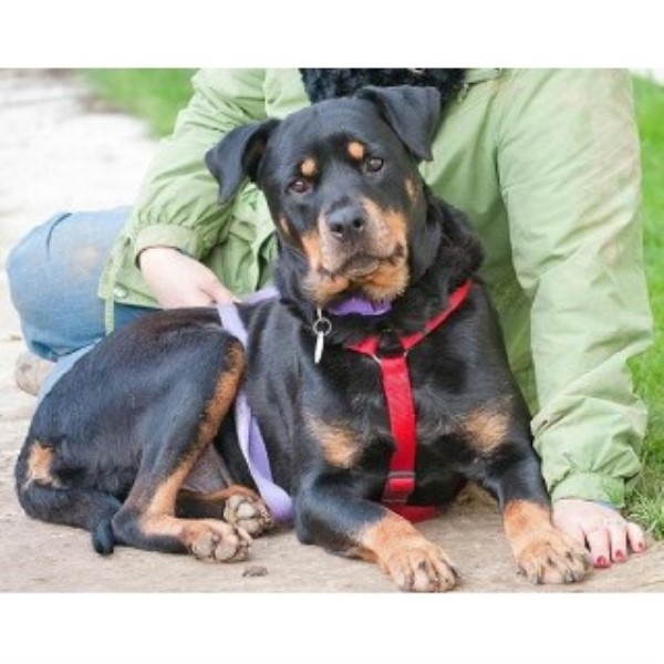 rottweiler rescue nj how do you keep a from chewing up everything best food for pitbulls rottweiler rescue nj how do you keep a from chewing up everything best food for pitbulls