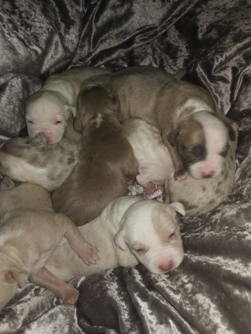American Staffordshire Terrier puppy for sale + 37309