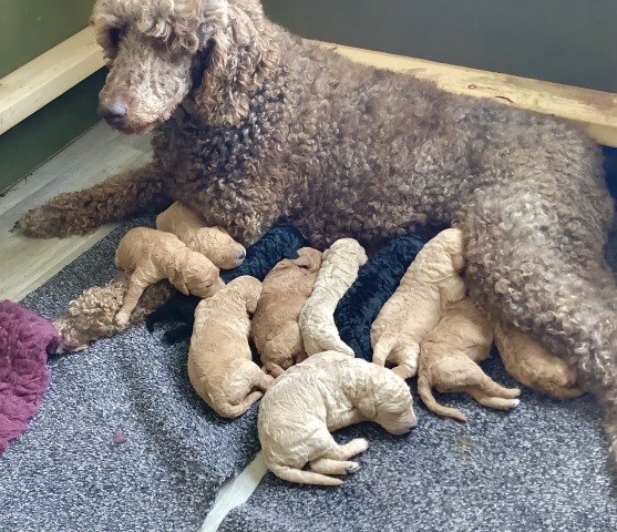 Poodle Standard puppy for sale + 37392