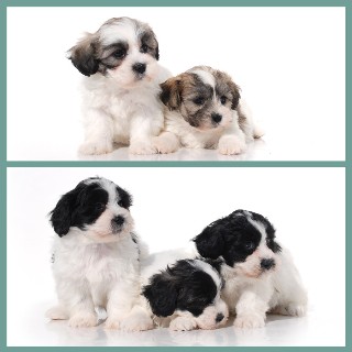 shih tzu puppies for sale derry shih tzu puppies and dogs for sale and adoption freedoglistings uk shih tzu puppies for sale derry shih tzu puppies and dogs for sale and adoption freedoglistings uk