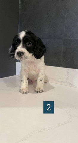 Clumber Spaniel puppy for sale + 37247