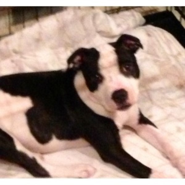 staffordshire bull terrier puppies for adoption staffordshire bull terrier puppies and dogs for sale and adoption freedoglistings uk staffordshire bull terrier puppies for adoption staffordshire bull terrier puppies and dogs for sale and adoption freedoglistings uk