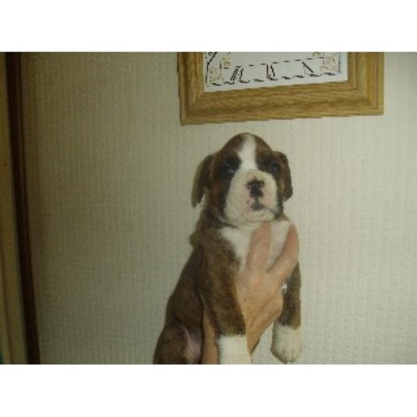 Boxer Leeds 33106