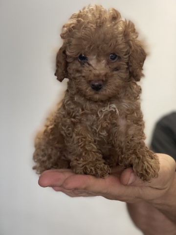 Poodle Toy puppy for sale + 37375