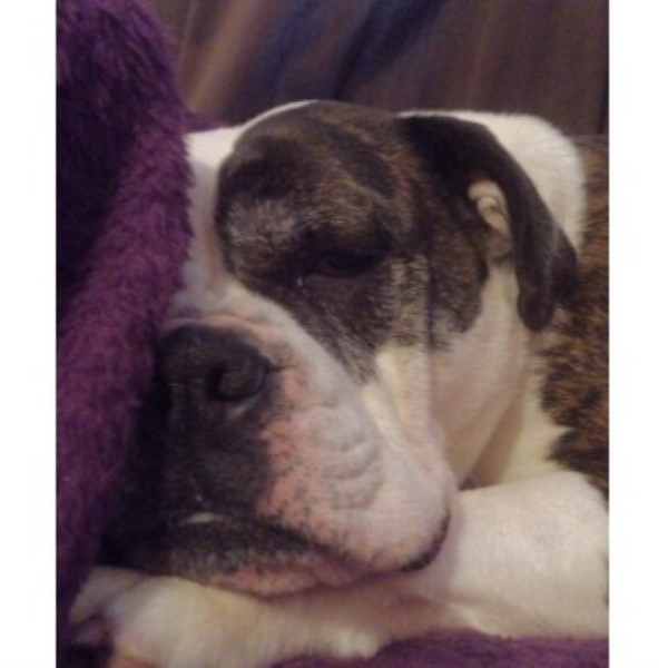English Bulldog Northampton 33128