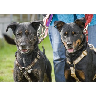 Rottweiler puppies and dogs for sale and adoption in the UK