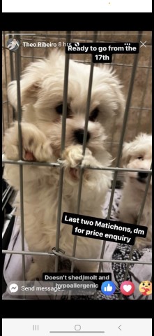 Maltese puppy for sale + 37389