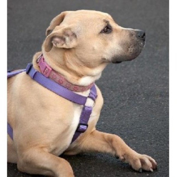 Boxer Richmond 33225