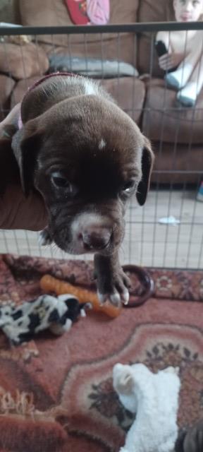 Staffordshire Bull Terrier puppy for sale + 37258