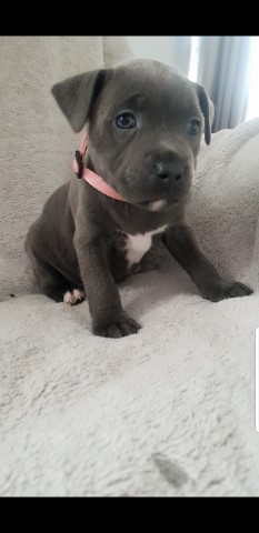 Staffordshire Bull Terrier puppy for sale + 37454