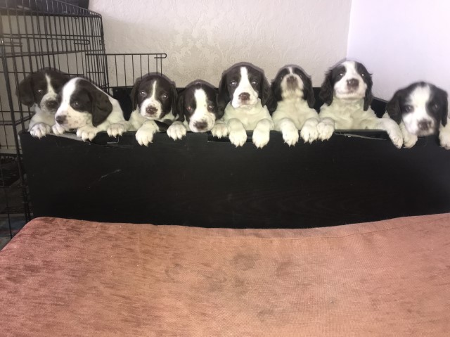 English Springer Spaniel Puppies FOR SALE