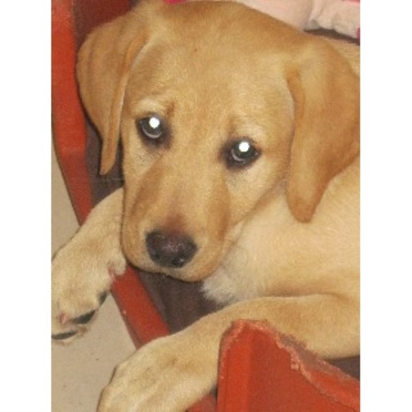 Labrador Retriever puppies for sale