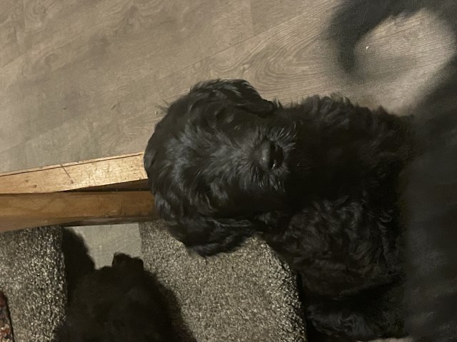 Goldendoodle puppy for sale + 37409