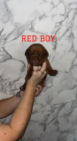 Dogue De Bordeaux puppy for sale + 37256