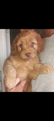 Cockapoo puppy for sale + 37556