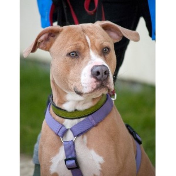 American Bulldog Richmond 33333