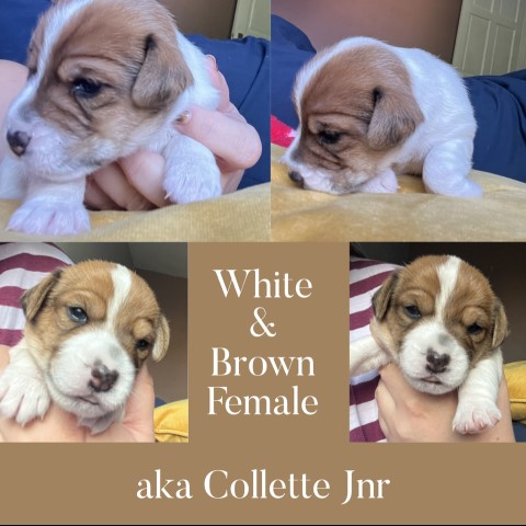 5 beautiful Jack Russell puppies