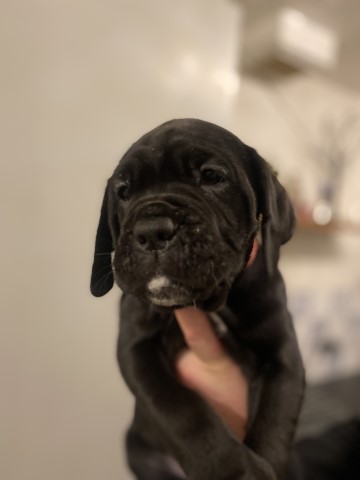 Cane Corso puppy for sale + 37535