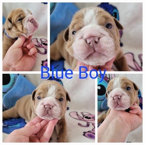 English Bulldog puppy for sale + 37570