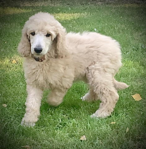 KC Standard Poodles Puppies Ready Now!