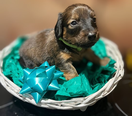 Dachshund puppy for sale + 37276