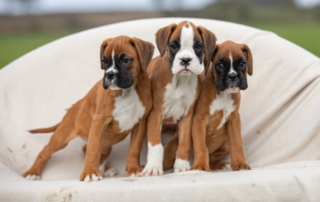 Gorgeous excellent / Big chunky KC boxer puppies