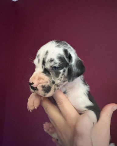 Great Dane puppy for sale + 37221