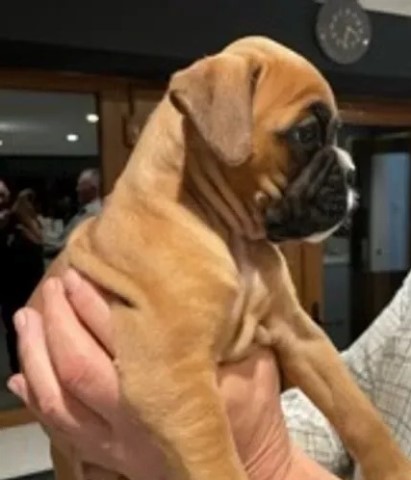 Stunning Red & Black Mask KC Boxer Puppies Ready.