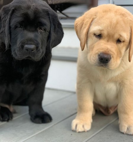 Cute Pair Of Labrador Puppies