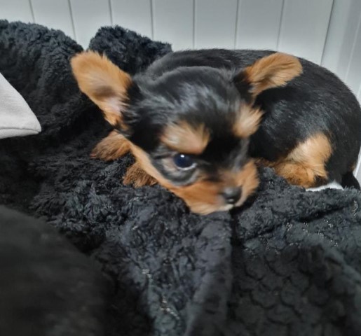 Yorkshire Terrier puppy for sale + 37233