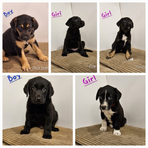 F2 Borador Puppies (Lab x Collie) For Sale - Worcester, West Midlands
