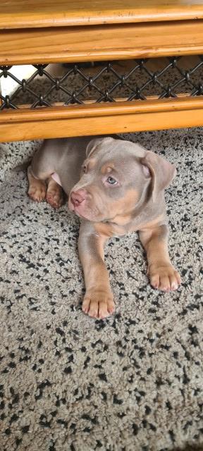 American Bulldog puppy for sale + 37453
