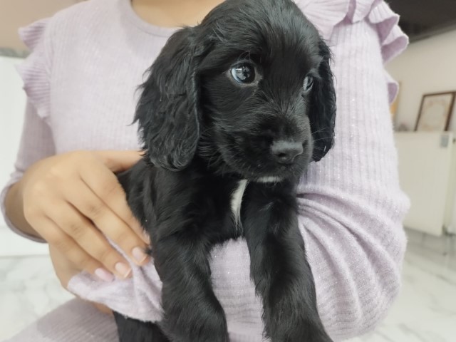 English Cocker Spaniel puppy for sale + 37458