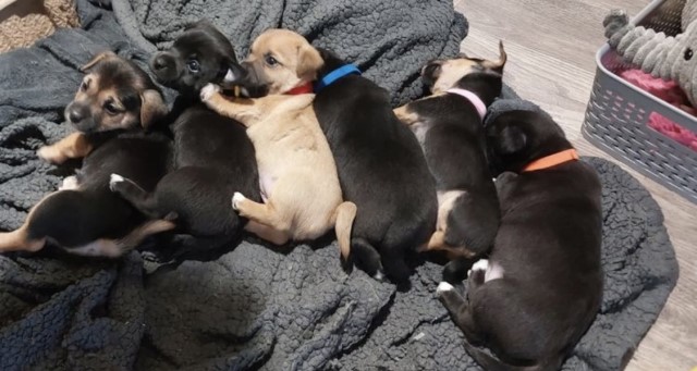 Beautiful blue carrier Jack Russell puppies for sale