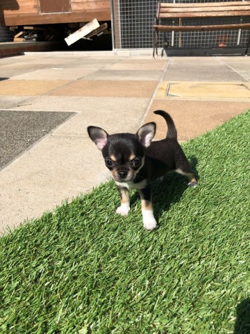Chihuahua puppy for sale + 37534