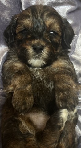 Shih Poo puppy for sale + 37410