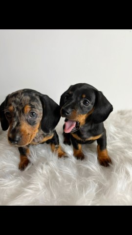 Top quality miniature dachshunds