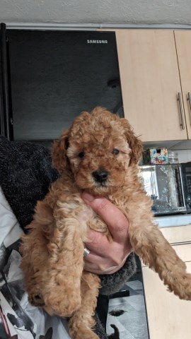 Poodle Toy puppy for sale + 37403