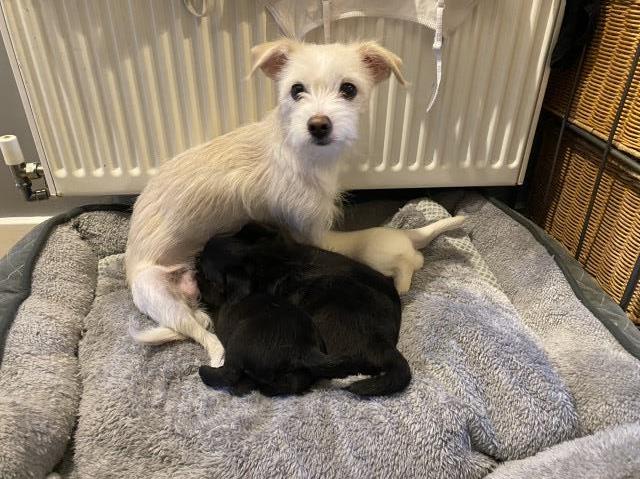 3 Jackapoo cross puppies ready for their forever home