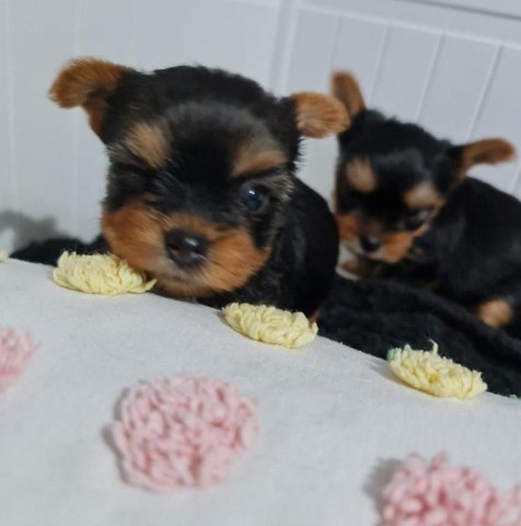Gorgeous Yorkshire Terrier Puppies Ready Now