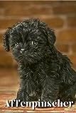 Affenpinscher: Dog breed overview and guide