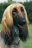 Afghan hound