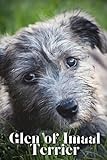 Glen of Imaal Terrier: Dog breed overview and guide
