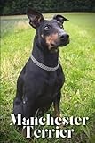 Manchester Terrier thumbnail