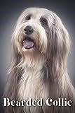 Bearded Collie: Dog breed overview and guide