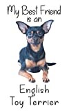 English Toy Terrier thumbnail