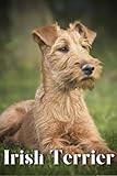 Irish Terrier: Dog breed overview and guide
