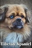 Tibetan Spaniel: Dog breed overview and guide