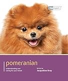 Pomeranian thumbnail