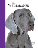 Weimaraner thumbnail
